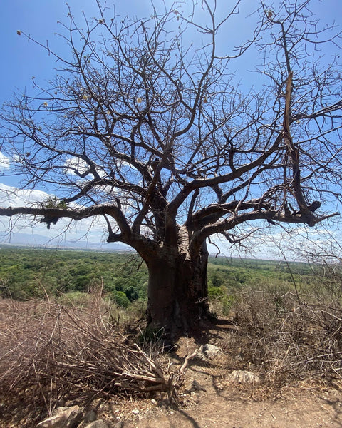 Acacia Hills Geishaアカシア ヒルズ ゲイシャ タンザニア(100g浅煎り)