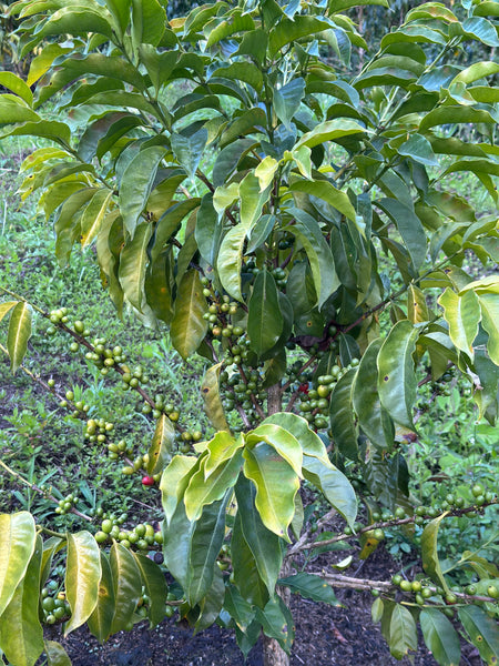 Alejandro Renjifo アレハンドロ レンヒホ Colombia Geisha(100g浅煎り)