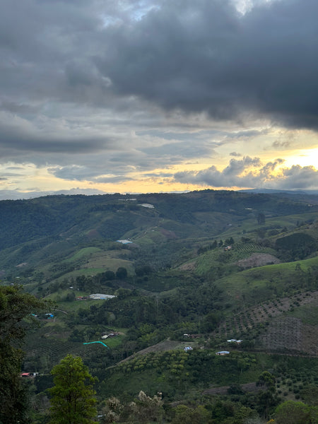 Alejandro Renjifo アレハンドロ レンヒホ Colombia Geisha(100g浅煎り)