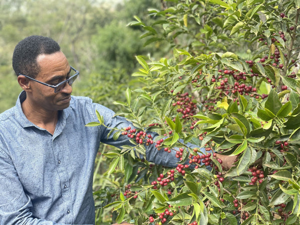 【中深煎り】Bensa Bombe Ethiopia ベンサ・ボンベ エチオピア
