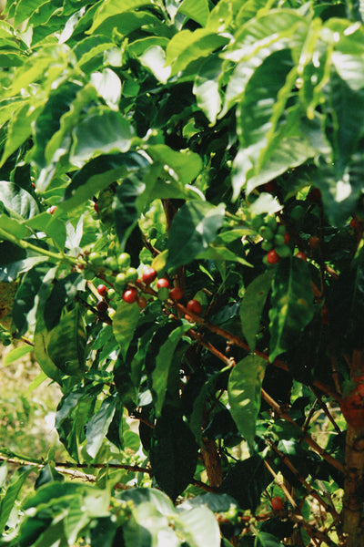 AKITO COFFEE HOME 【定期便】