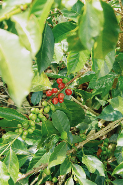 AKITO COFFEE HOME 【定期便】