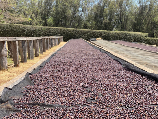 Acacia Hills Kent アカシア ヒルズ  ケント　タンザニア(150g中煎り)